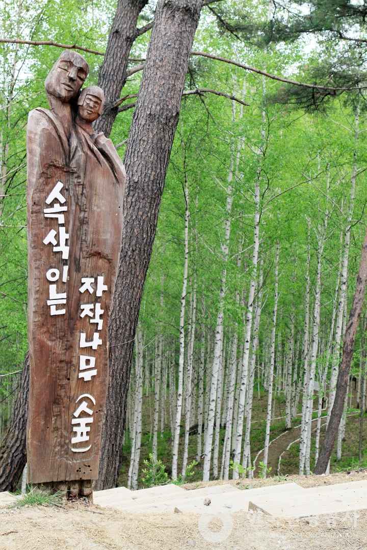 원대리 자작나무 숲