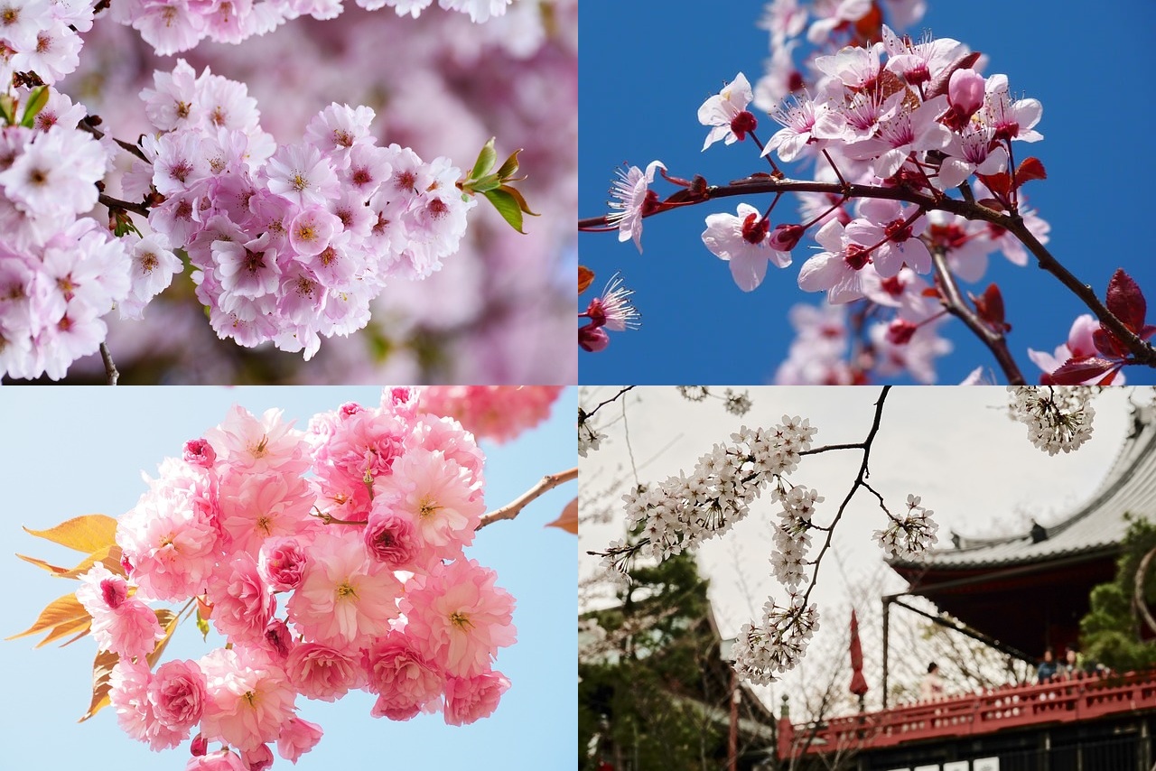 일본 벚꽃 개화시기