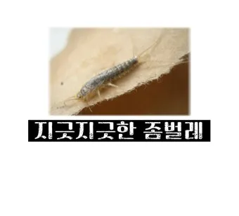 좀벌레 생기는 원인과 퇴치법 하얀벌레 제거 방법_2