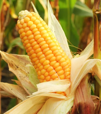 황반변성에 좋은 음식 영양제 식단