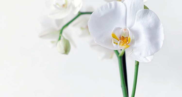 흰 꽃잎의 서양난