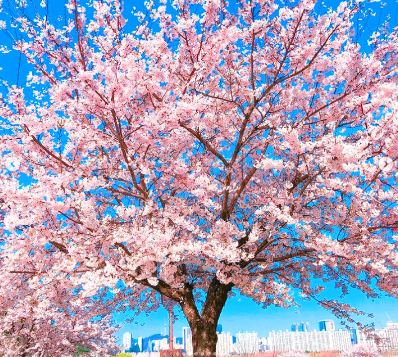 여의도 벚꽃축제