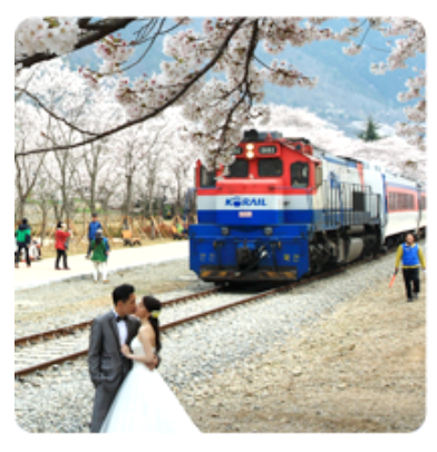 2025년 진해군항제 벚꽃 축제