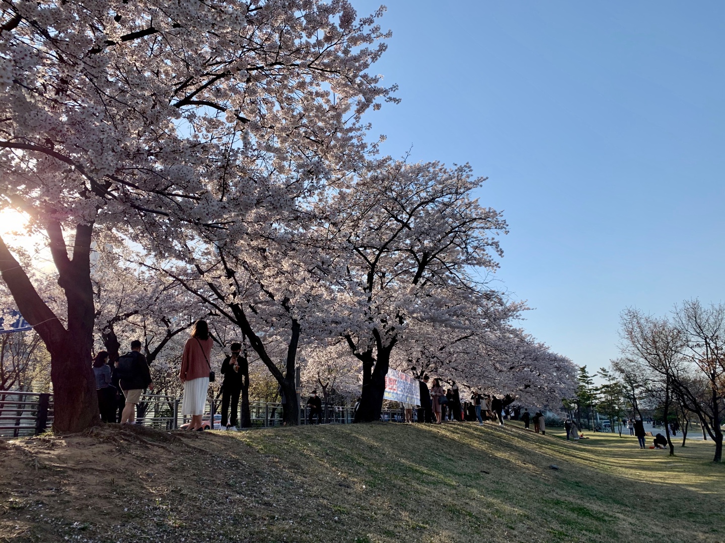 여의도-봄꽃축제-서울시제공