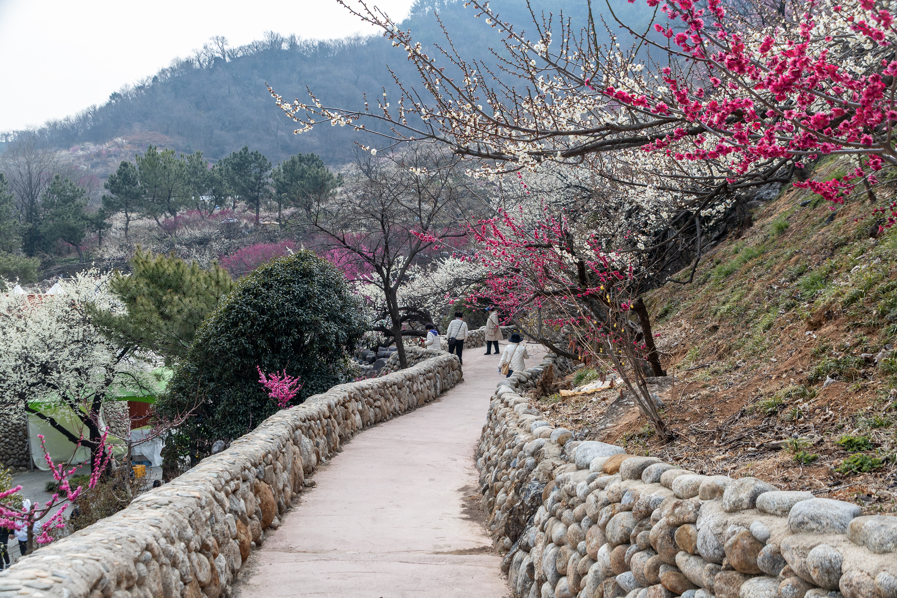 광양 매화마을 돌담 산책로 &mdash; 백매화와 홍매화 사이를 걷는 방문객들의 봄 여행