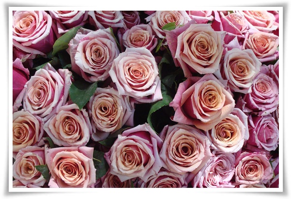 "장미" 천 년의 사랑을 품은 아름다움의 상징 매혹적인 꽃!고