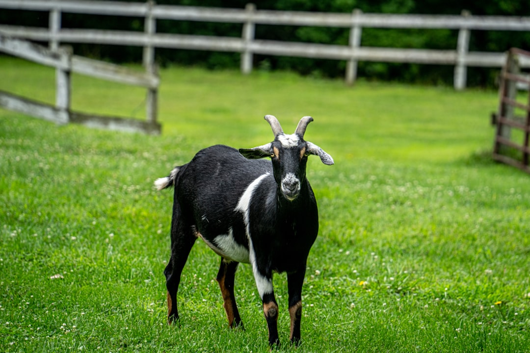 Black goat.