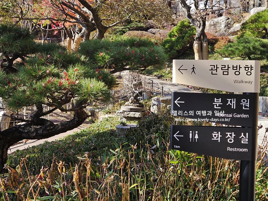 2025 화담숲 마지막 가을 단풍 화담채 분재 즐기기