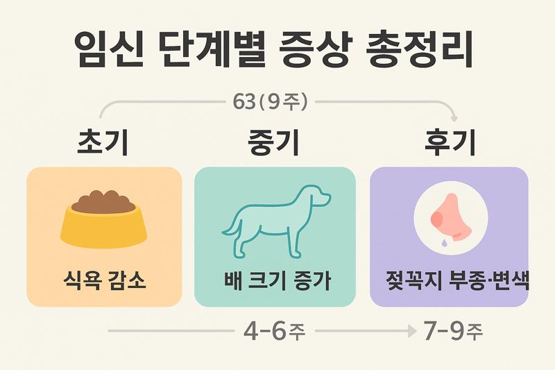 강아지 임신증상: 초기증상부터 단계별 변화와 위험신호 체크 방법