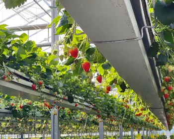 양평딸기 송어축제_9