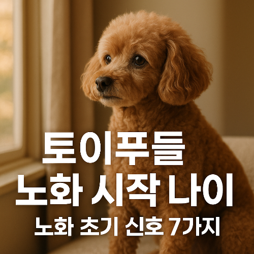 Alt 속성 문제 해결 설명 이미지