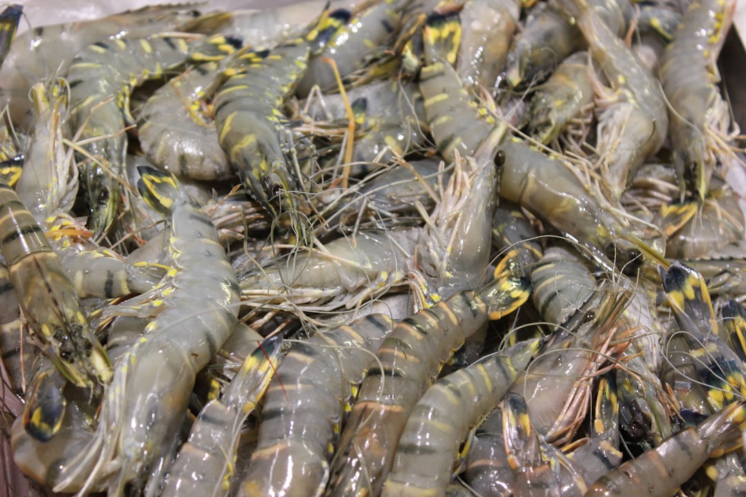 Shrimp