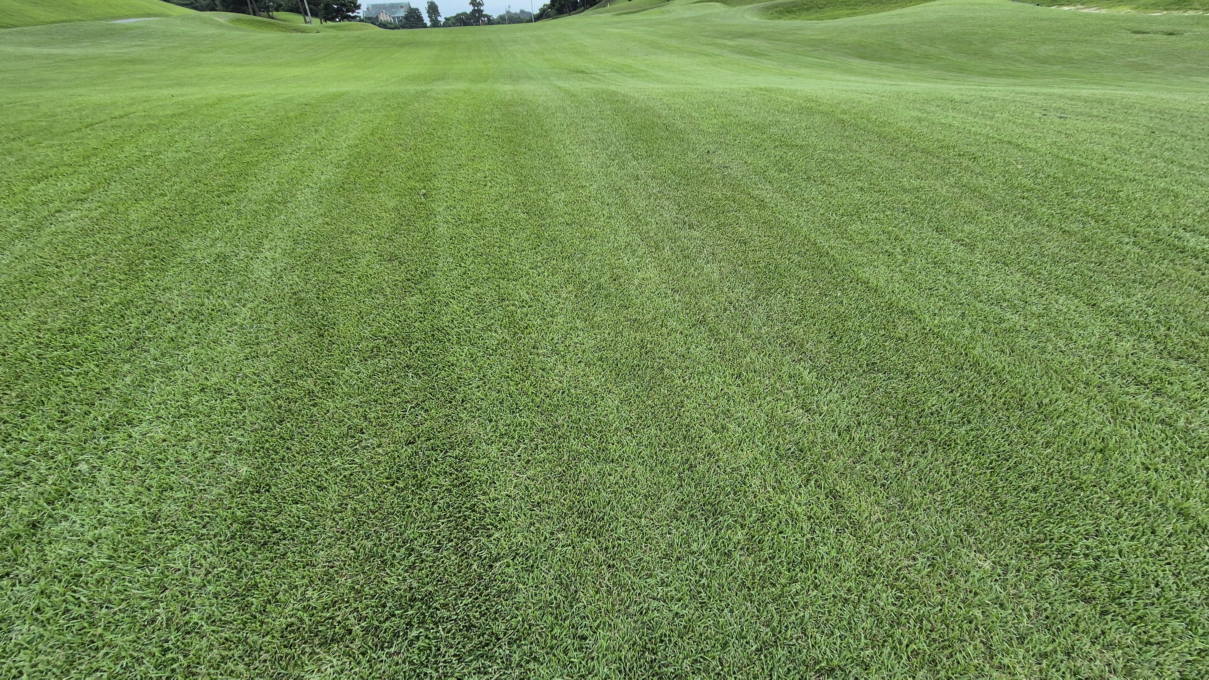 한림용인cc 다이아몬드-사파이어 코스 라운드 후기