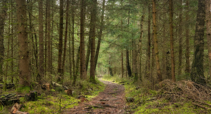 소나무 전나무 숲길