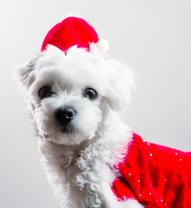 삼성화재 다이렉트 펫보험 펫 실비보험