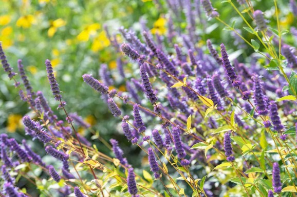 [식물키우기] 아니스히솝 키우기 관리법 - 물주기, 햇빛, 온도, 습도, 흙(토양), 비료