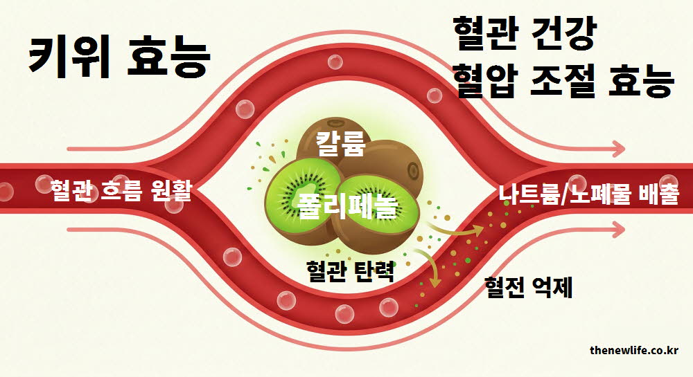 키위 효능이 나쁜 콜레스테롤을 낮춰 혈관 건강을 지키고 혈압을 안정적으로 조절하는 것을 설명하는 이미지