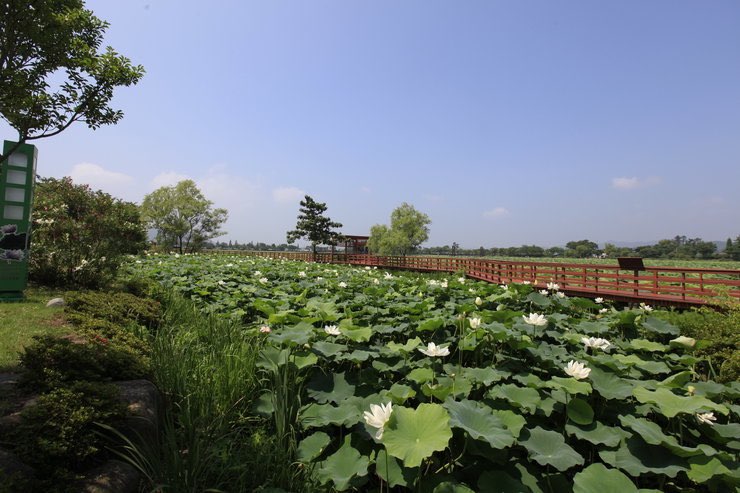 무안 연꽃축제