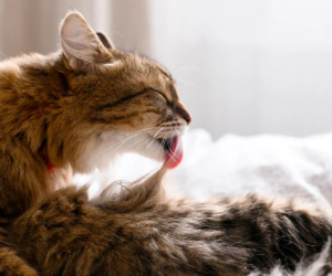 고양이가 토하는 이유