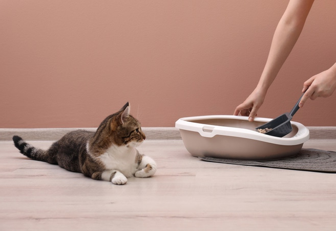 매일 고양이 화장실 깨끗이 치워주기