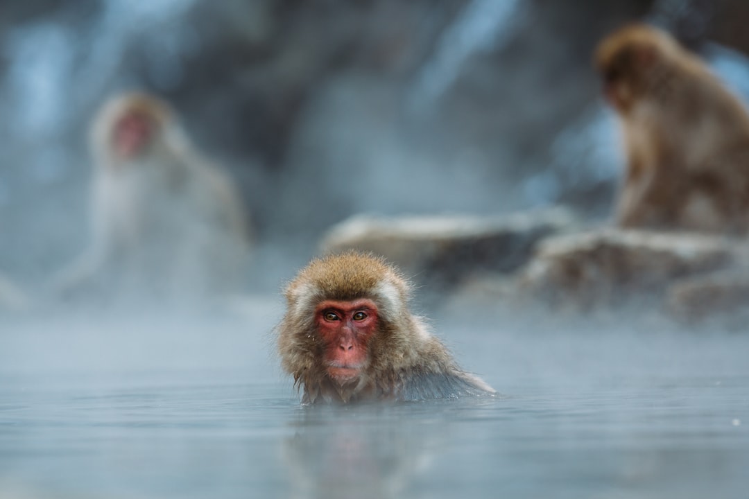 'Hot Spring'