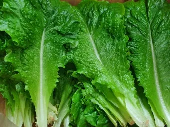 상추 물주는 시기 및 주의사항과 재배 노하우 정리_14