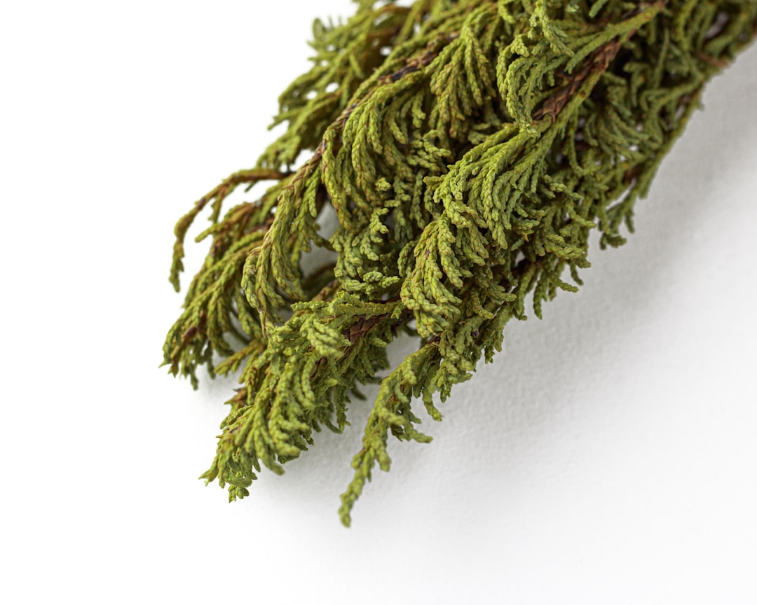 Herb.