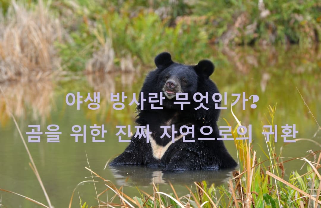 야생 방사란 무엇인가? 곰을 위한 진짜 자연으로의 귀환