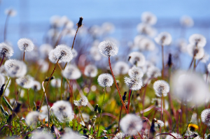 6월의 제철음식 민들레나물을 요리하는 5가지 방법.