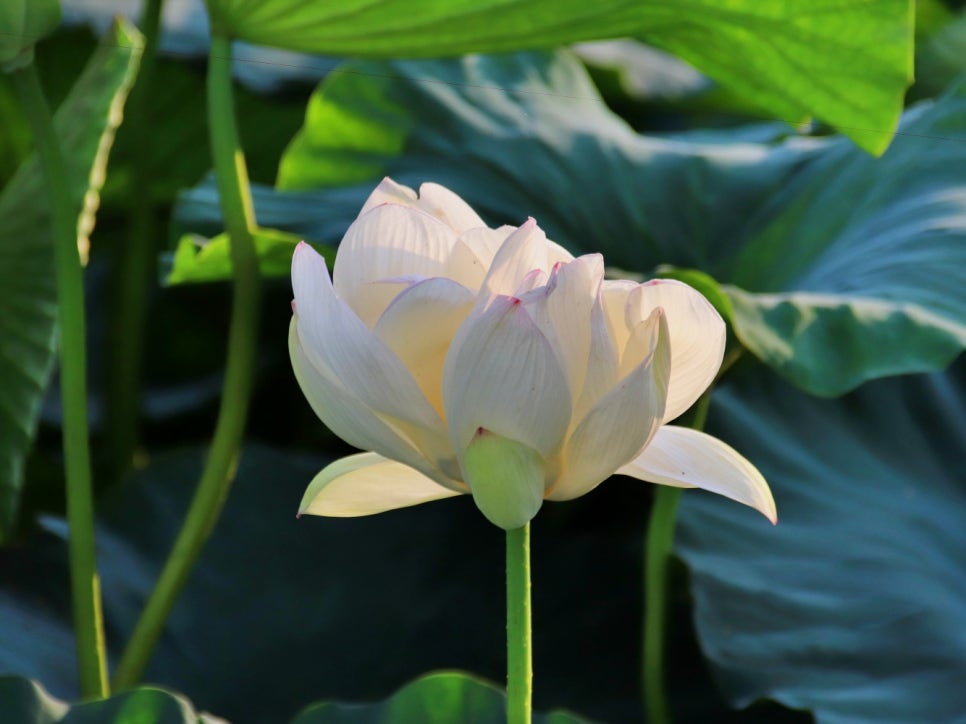 칠곡 달비못 풍경