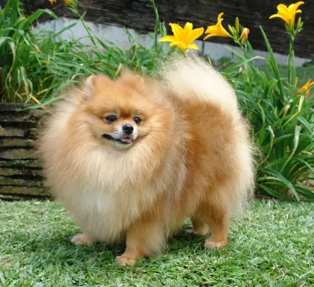 포메라니안 종류 18가지 털색깔 무늬 총정리 자료집_2
