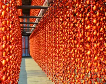 양촌 곶감축제_17