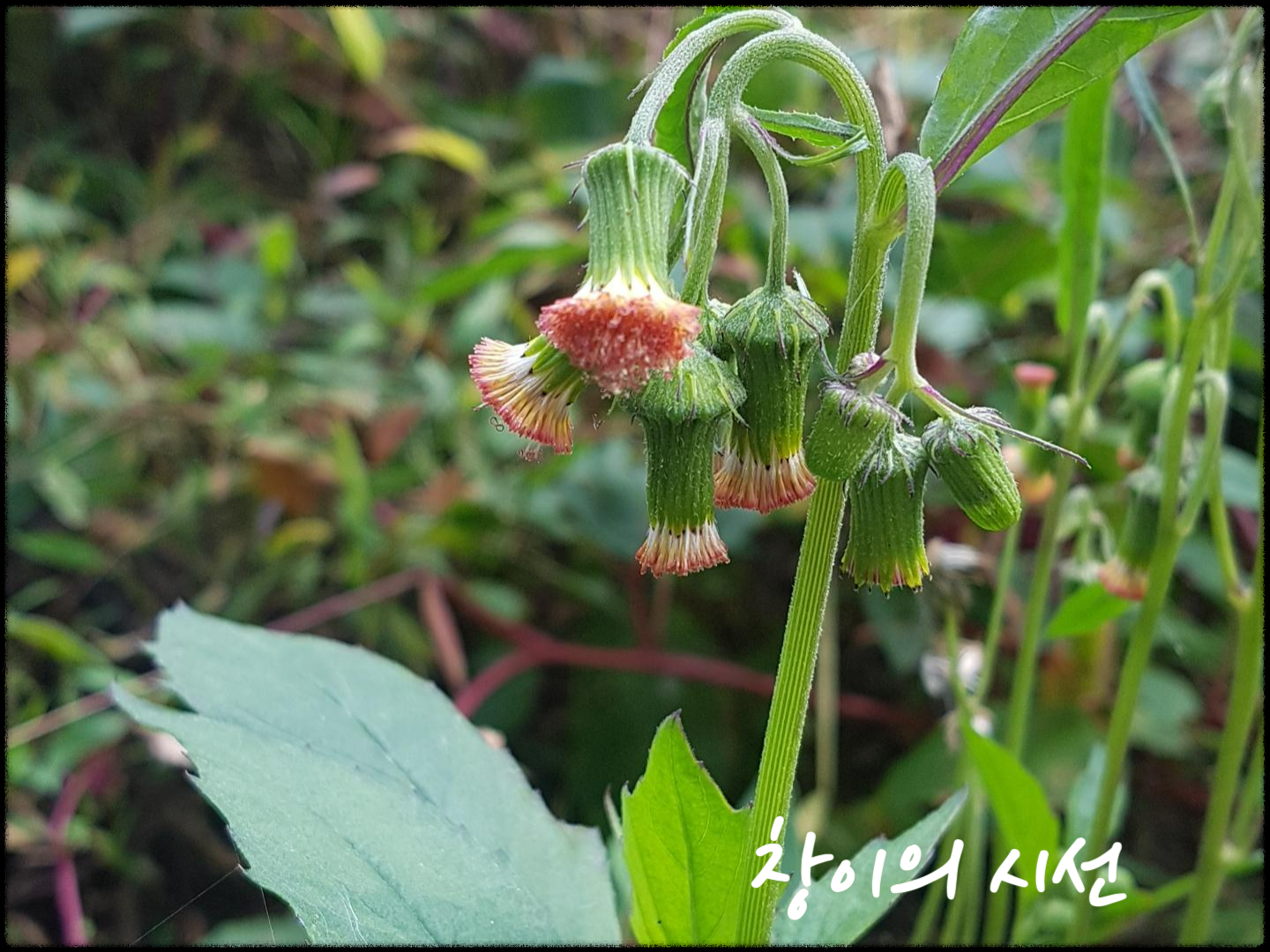 주홍서나물, 꽃, 꽃말, 들꽃, 야생화