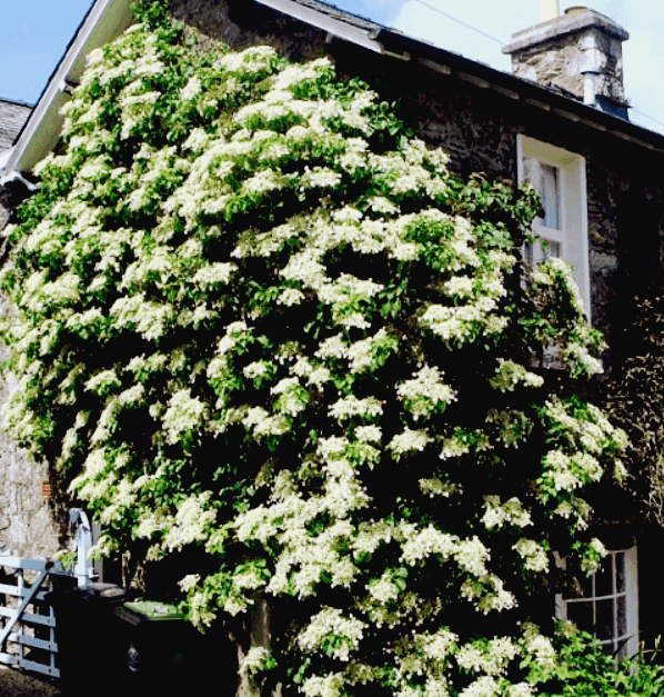 등수국 개화시기 꽃말 물주기 키우는법 알아보기