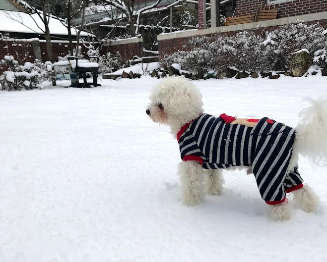 겨울 강아지