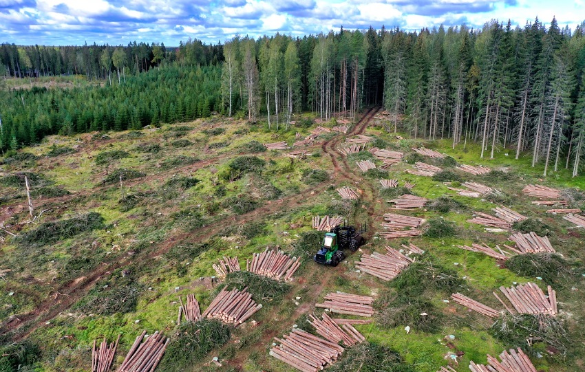 나무를 벌목하는 사진