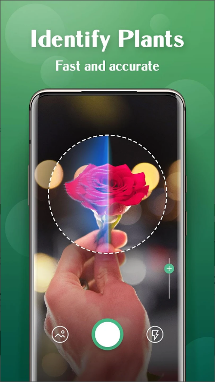 식물이름 찾기 어플(Plant Lens), 꽃 식별, 버섯 식별, 나무 식별하기