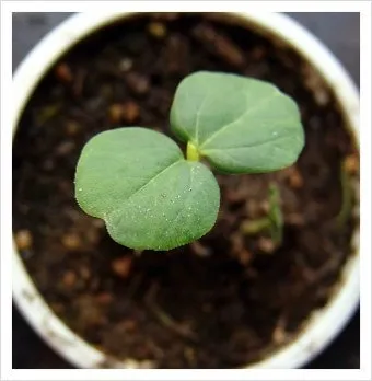 씨앗 저장법 건조 저온 밀봉 발아율 유지 교체 주기_13