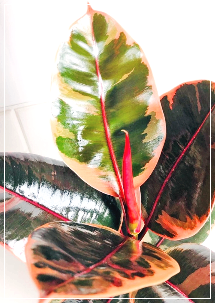 수채화고무나무