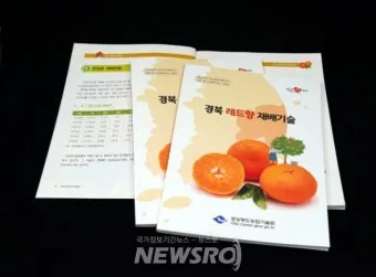 레드향 재배 착과 조절 잎 관리 하우스 온도_2