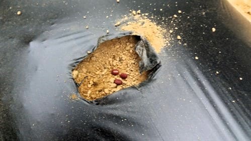 팥-적두-재배-종자-파종방법-심는방법-솎아주기-솎음작업