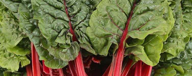 혈압 낮추는 음식 - 근대