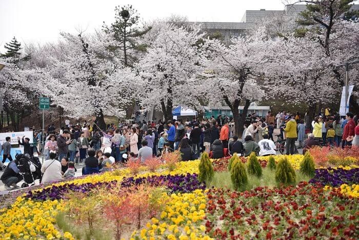 경기도청 봄꽃축제