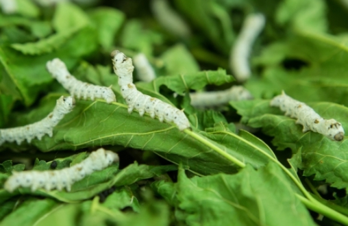 한국의 떡 종류 고치떡-누에고치