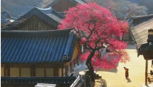 2025년 광양 매화축제 주차장 관련 사진