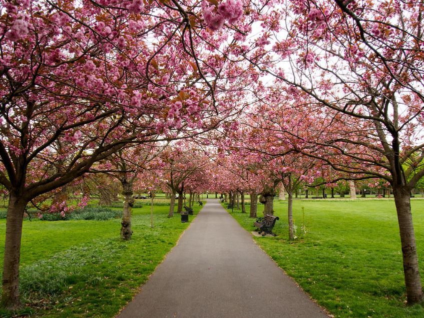 레인저스 하우스 벚꽃 사진