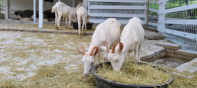 피나클랜드수목원