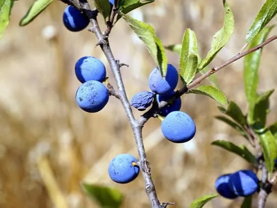 냉동 블루베리 케이크