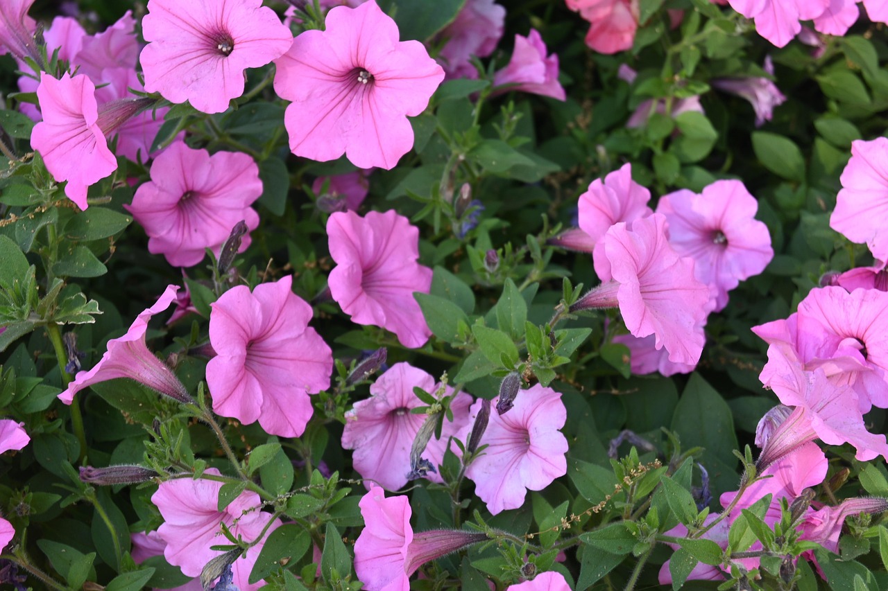 국립수목원 사전 예약