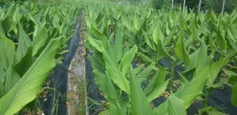 강황 재배 따뜻한 온도 보온 피복 수확 건조_7